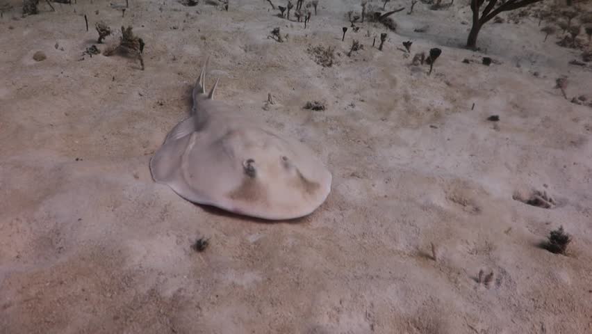 Torpedo Ray (Narcine bancroftii) on the sandbank