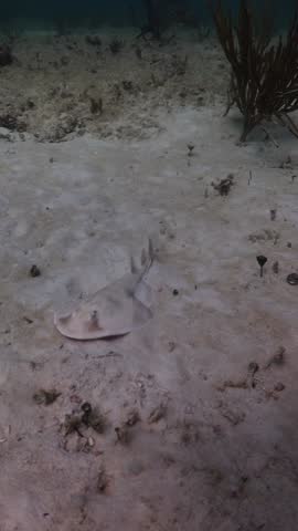 Torpedo Ray (Narcine bancroftii) on the sandbank
