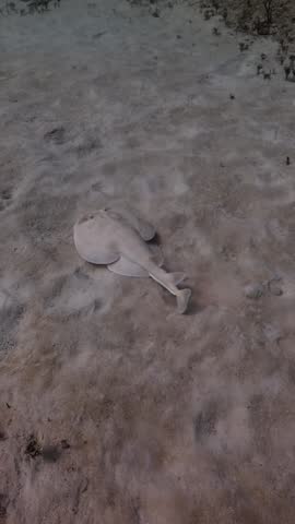 Torpedo Ray (Narcine bancroftii) on the sandbank