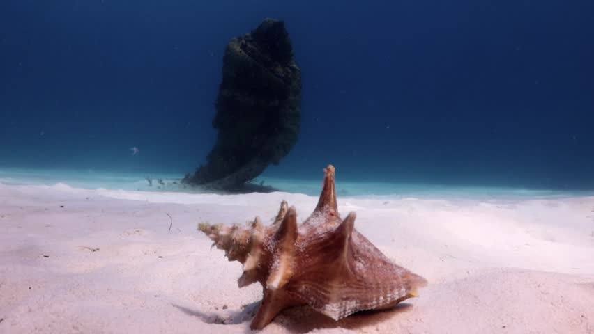Queen Conch (strombus gigas) and a mysterious statue behind