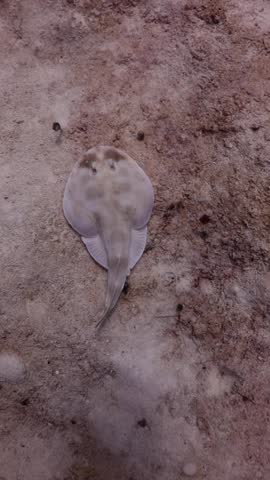 Torpedo Ray (Narcine bancroftii) on the sandbank