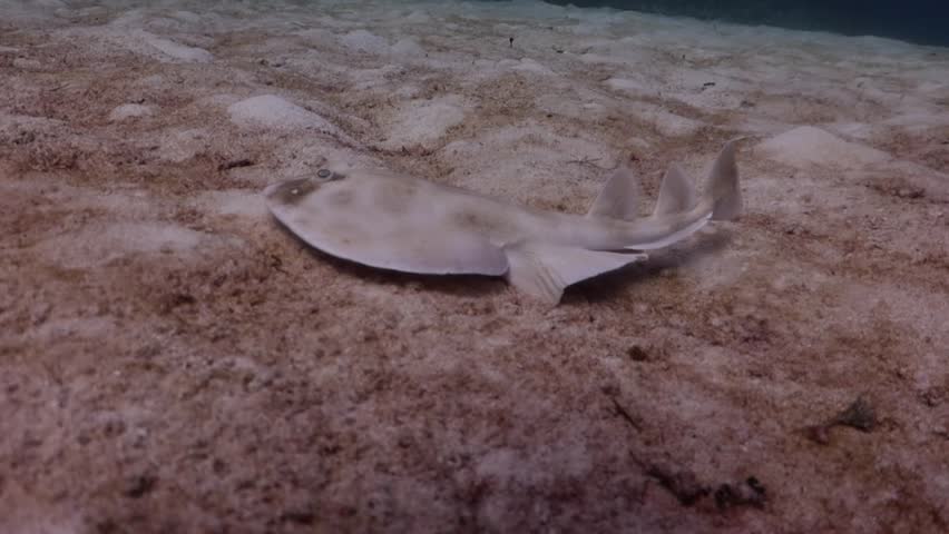 Torpedo Ray (Narcine bancroftii) on the sandbank