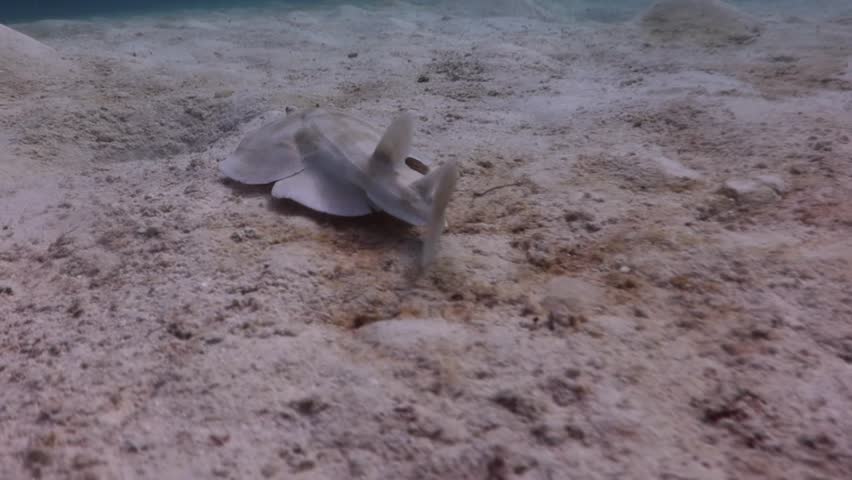 Torpedo Ray (Narcine bancroftii) on the sandbank