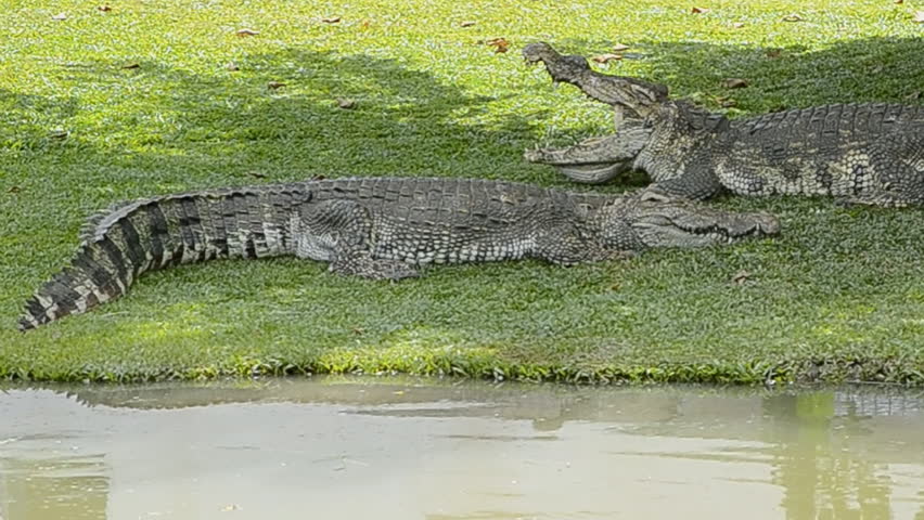 crocodile in farm of thailand
