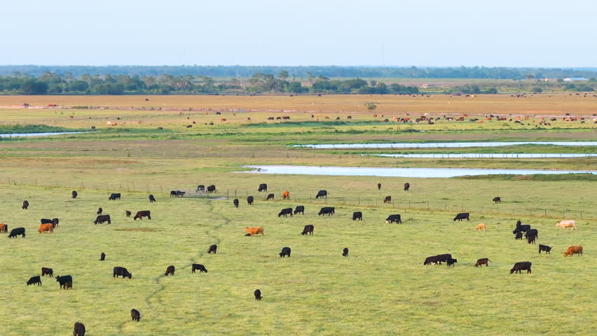 Organic milk and beef production. Free range cows grazing on green farm pasture. Feeding of cattle on farmland grassland