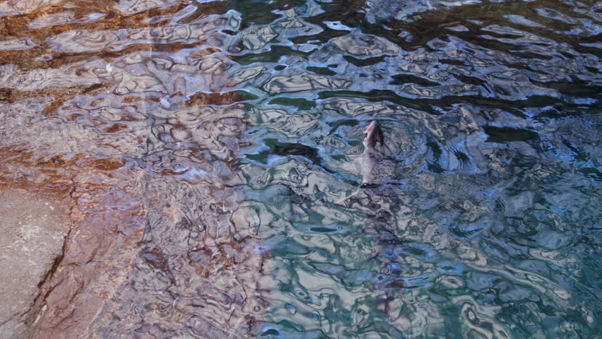 Sturgeon swims playfully in the clear water close to the rocks. The sun shines brightly as ripples move across the surface of the water.