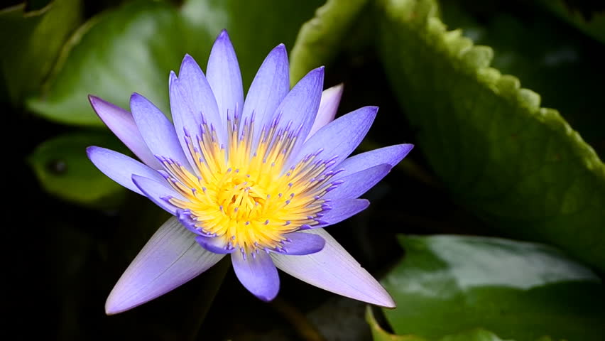 violet lotus in pond