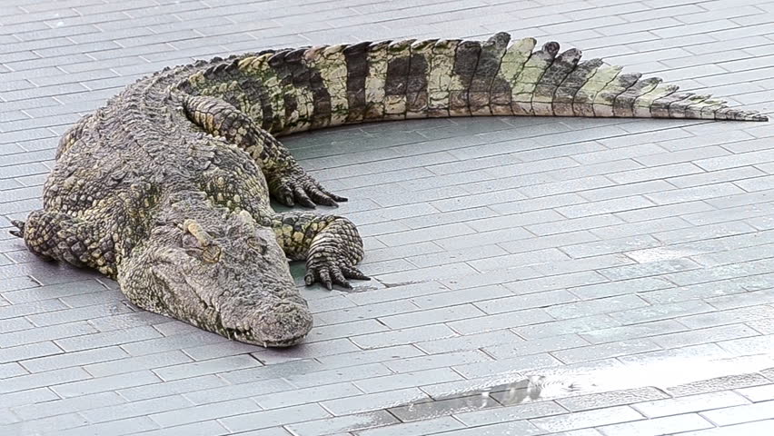 crocodile in farm of thailand
