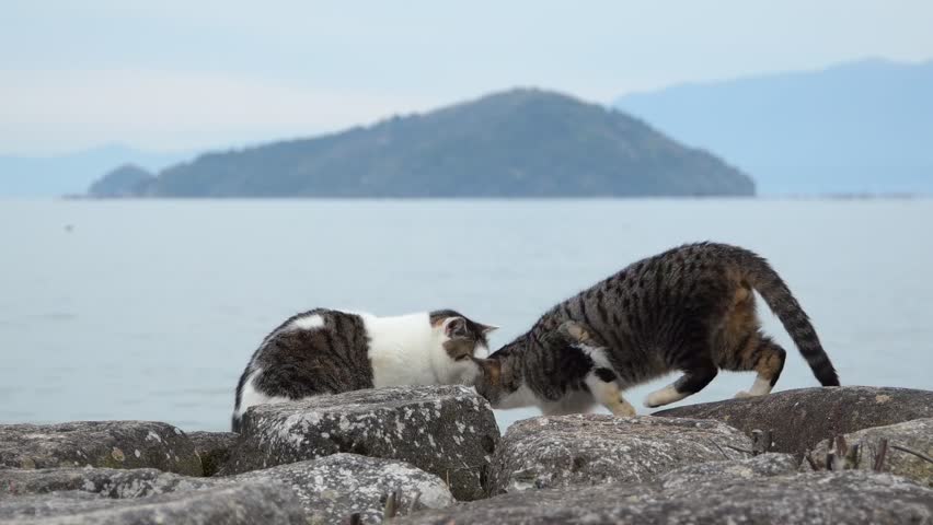 A mother cat and her kitten playing together with Okishima Island in the background (Shiga, 2026, Jan.)