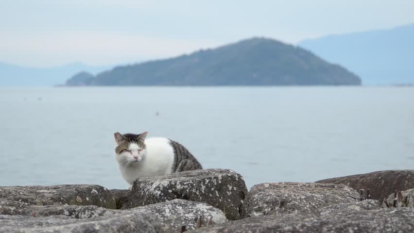 A mother cat and her kitten playing together with Okishima Island in the background (Shiga, 2026, Jan.)