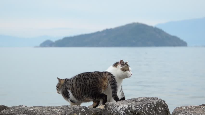 A mother cat and her kitten playing together with Okishima Island in the background (Shiga, 2026, Jan.)