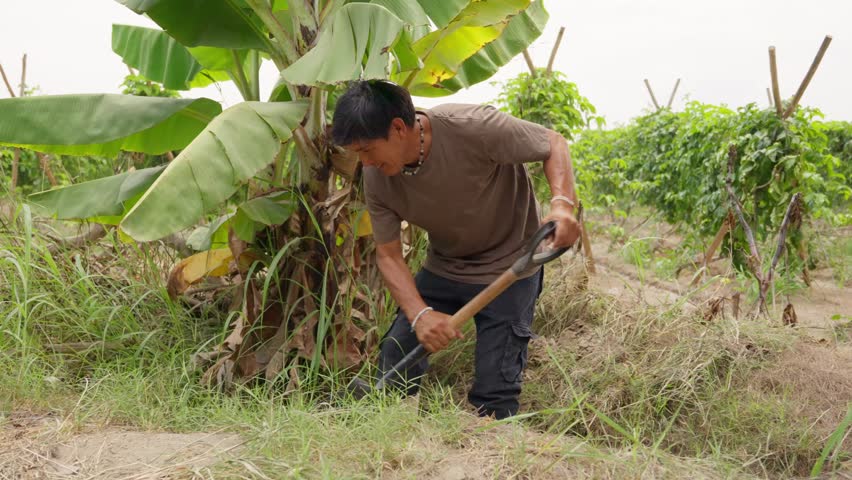 Middle aged male farmer working in a tropical plantation. A dedicated agricultural worker digging soil and weeding a banana plant