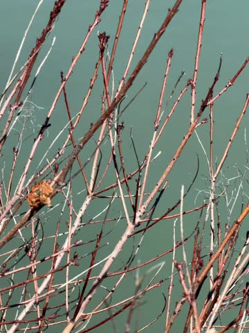 Montreal, Quebec, Canada - May 9 2026: Bare spring branches swaying against soft water background