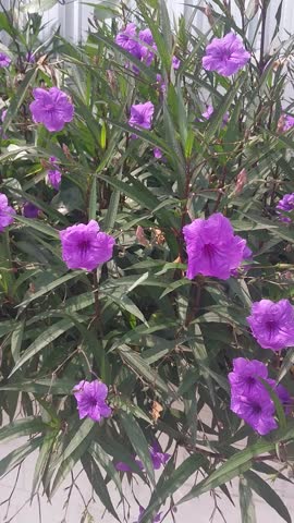 Purple Flower Moving by the Wind