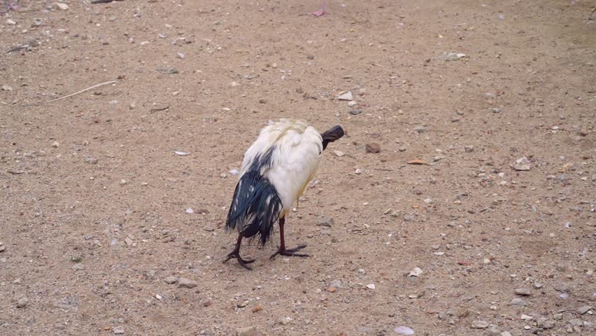 ibis cleaning its feather after dipping in the water, bird preening time in nature