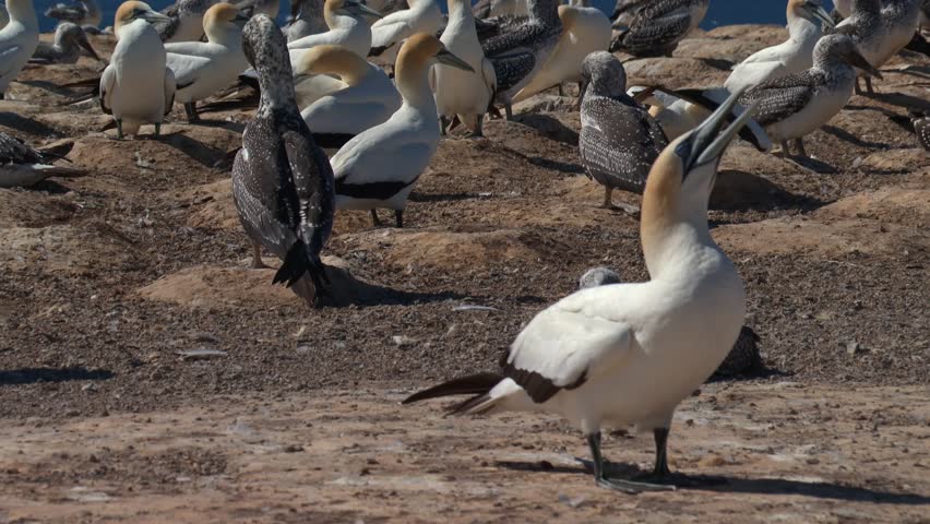 The Gannet Colony At Cape Kidnappers - Te Kauwae-a-Māui In Hawke