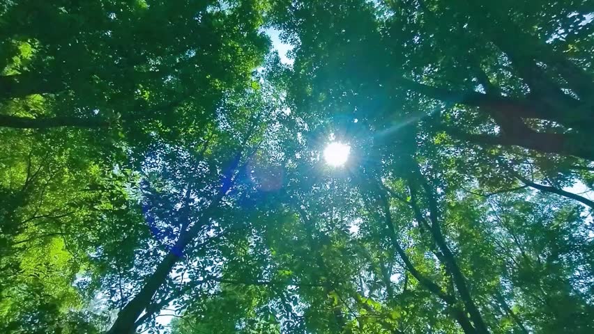 Forest sunlight in the morning