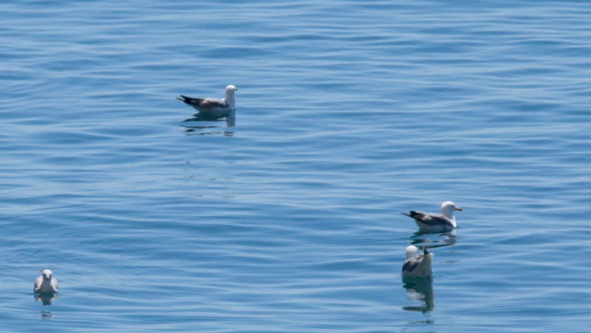 Seagulls float on calm blue water before one bird takes flight under bright sunlight.