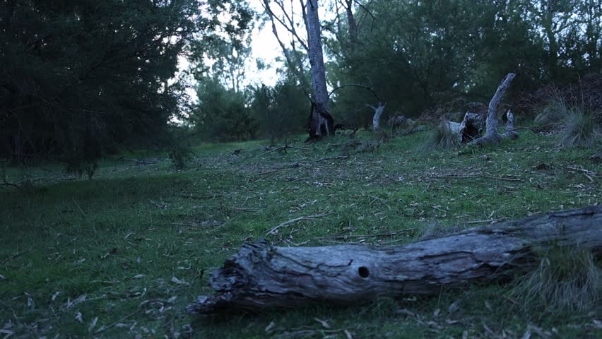 Serene dusk settles over Mt Lofty