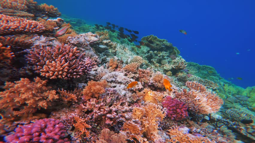 Colorful reef slope with schooling fish. Swimming underwater along sea bed