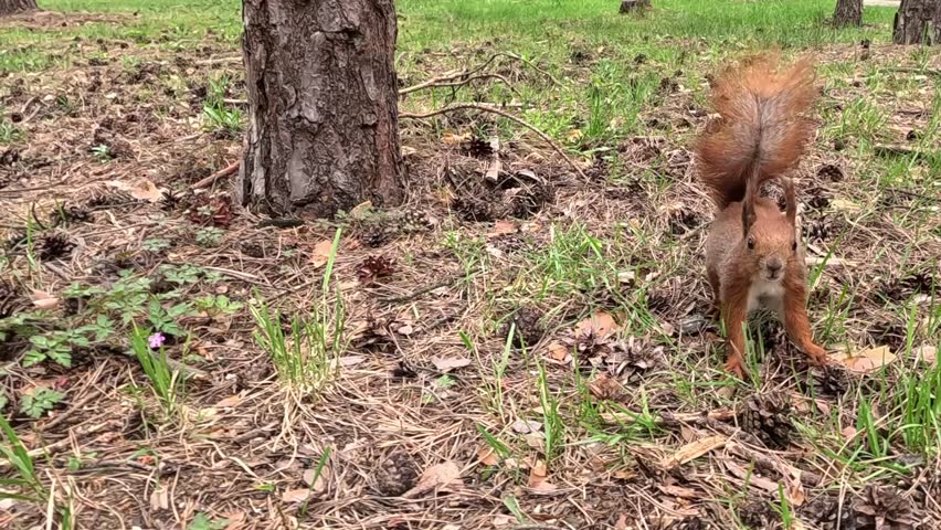 A red squirrel runs to a small cart of nuts near a tree stump, stops near the food, moves closer, eats quickly, then turns and walks away through the forest floor.