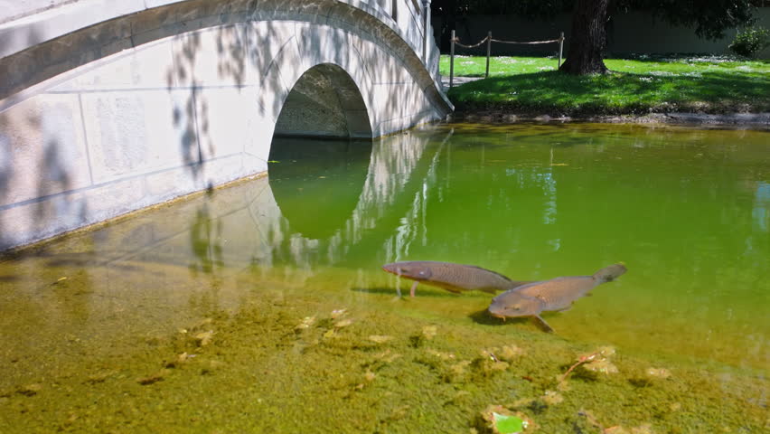 Chinese garden in Zurich, stone arch bridge over green pond with clear shallow water, algae and two large fish swimming near surface in sunny park setting.