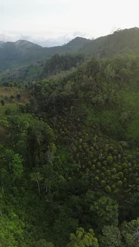 Aerial View of Lush Green Mountainside