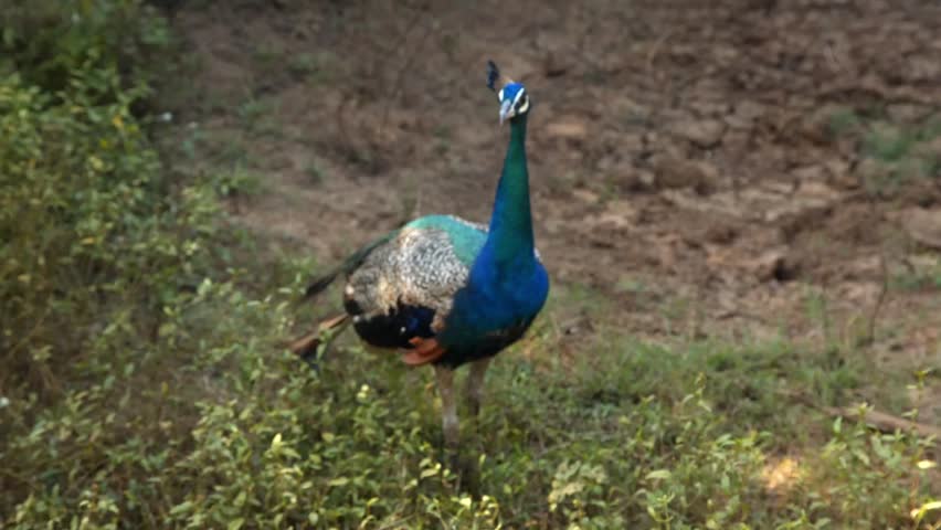 A beautiful wild peacock standing on the ground near green grass in a national park.