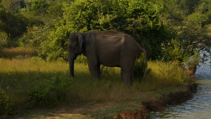 Wild elephant walking near a lake and green trees in a national park during a safari tour.