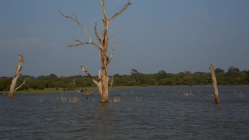 A bare dry tree standing in the calm water of a lake with a forest shore in the background.