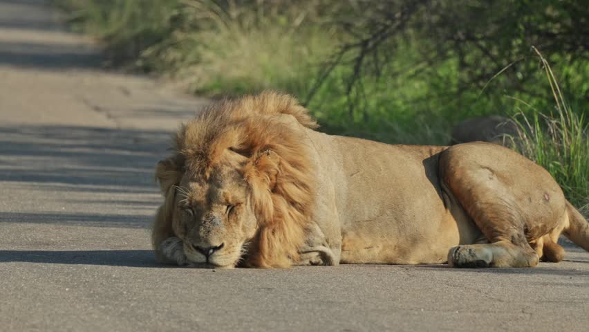 A male lion is sleeping on the tar road with while facing towards the camera, Kruger Park.