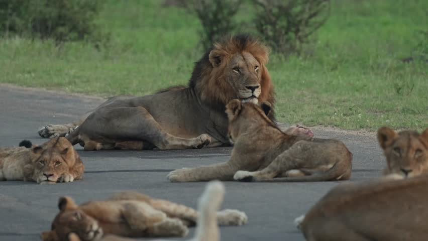 Medium shot of a beautiful male lion lying in the tar road with his pride while cubs are sleeping and lying in front of him, Kruger National Park.