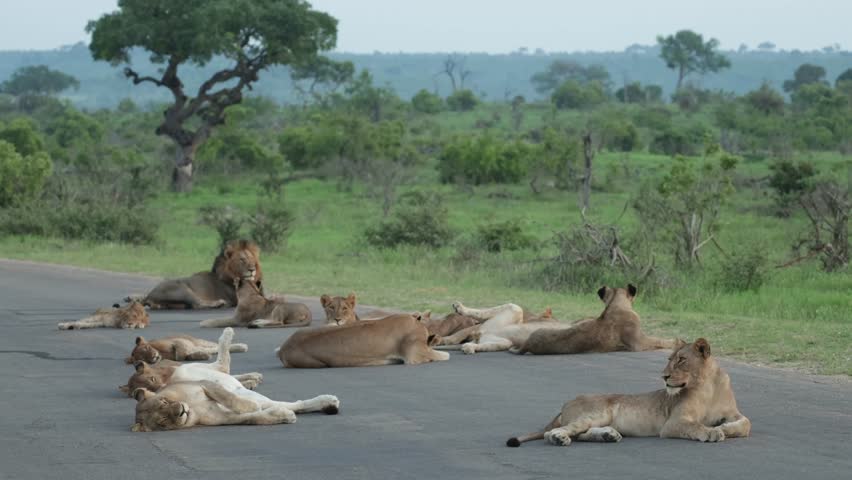 A whole lion pride, including cubs and adult lions, rests and sleeps on a tar road in Kruger National Park, South Africa.