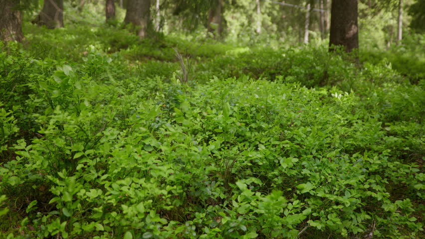 Dense green foliage covers the forest floor beneath tall trees in Norway. Ideal for nature documentaries and environmental projects.
