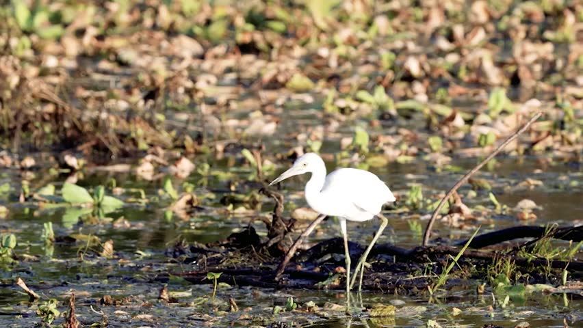 Close-up footage of a juvenile little blue heron in its natural habitat, showcasing developing plumage and natural wetland bird behavior in crisp 4K resolution.