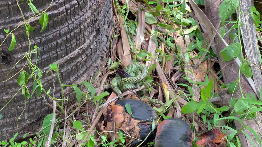 The venom green snake is constricting its prey to eat it.