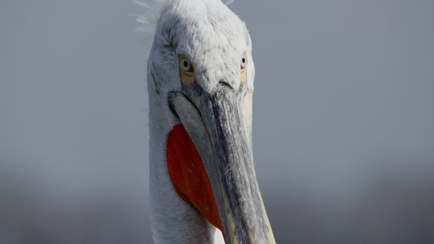 The camera captures a detailed close-up of a pelican