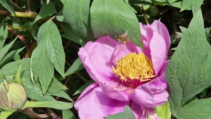 Blooming pink peony with a bright yellow core, close-up. A bee collects pollen from the stamens of a flower. A large blooming peony flower of rich pink color on a background of green leaves