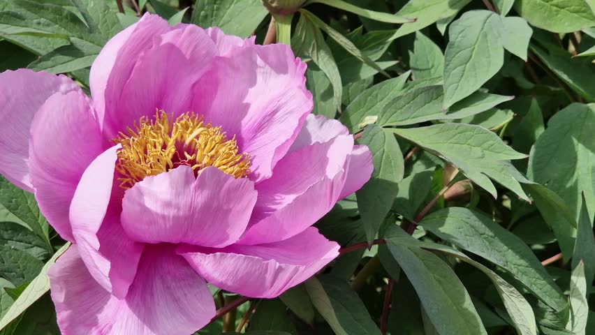 Blooming pink peony with a bright yellow core, close-up. Large blooming peony flower of rich pink color on a background of green leaves. Spring nature and gardening. Nature