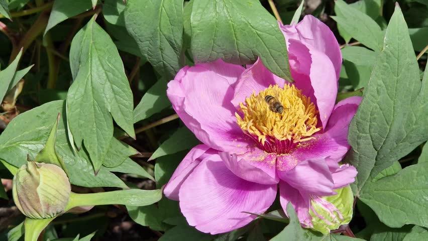 Blooming pink peony with a bright yellow core, close-up. A bee collects pollen from the stamens of a flower. A large blooming peony flower of rich pink color on a background of green leaves