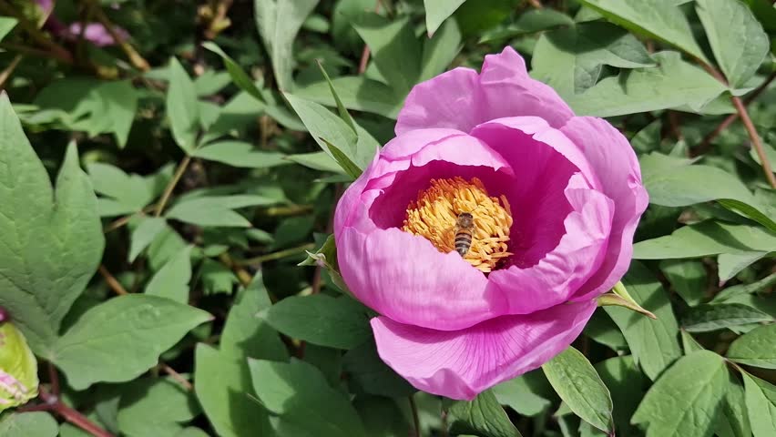Blooming pink peony with a bright yellow core, close-up. A bee collects pollen from the stamens of a flower. A large blooming peony flower of rich pink color on a background of green leaves