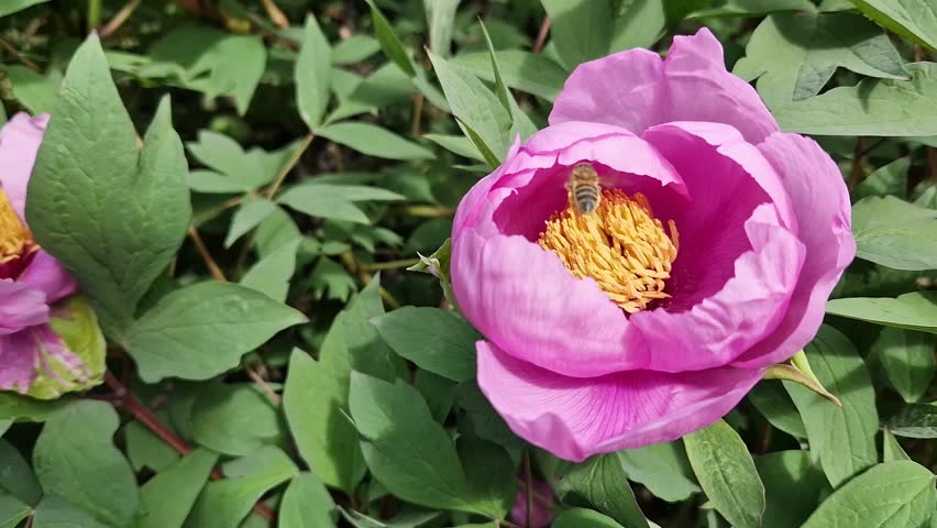 Blooming pink peony with a bright yellow core, close-up. A bee collects pollen from the stamens of a flower. A large blooming peony flower of rich pink color on a background of green leaves