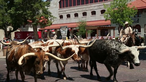 FORT WORTH, TEXAS/USA - MAY 09: Unidentified cowboys walk longhorn cattle along East Exchange Avenue for the twice daily Fort Worth Stockyards cattle drive on May 09, 2013 in Fort Worth. 
