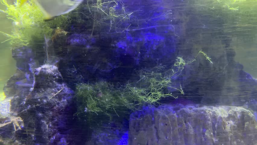 Silver moonfish swimming inside home aquarium. Freshwater fish moving near rock formation with green algae. Aquatic wildlife tank exploration and hobby concept.