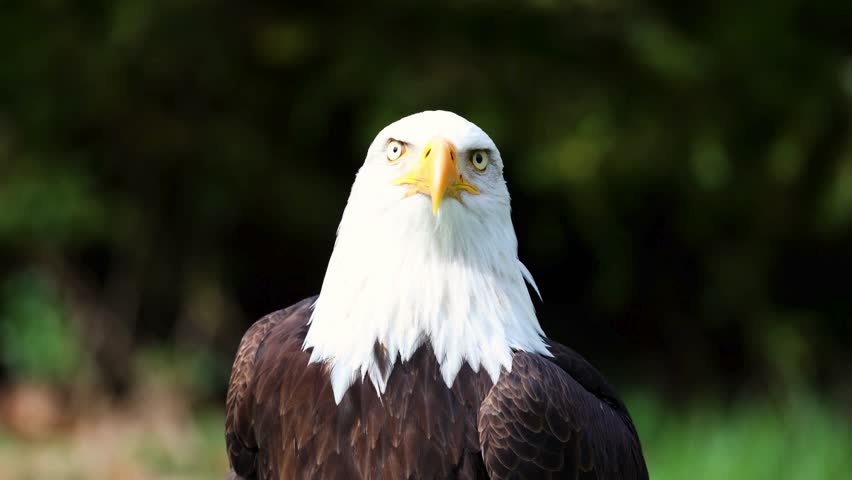 A majestic bald eagle stares forward alertly against a softly blurred, dark green foliage background