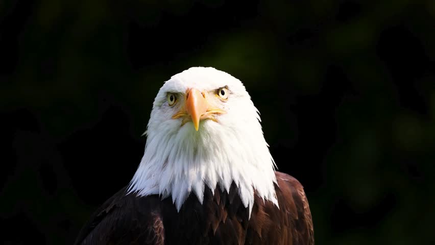 A powerful front-facing portrait showcases a bald eagle staring intently against a solid black background