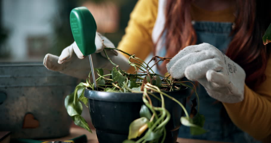 Check, plant and hands of woman in home for growth, maintenance and dying leaves for ecology. Eco friendly, house and person with tools for indoor gardening, dead roots and repair for planting hobby