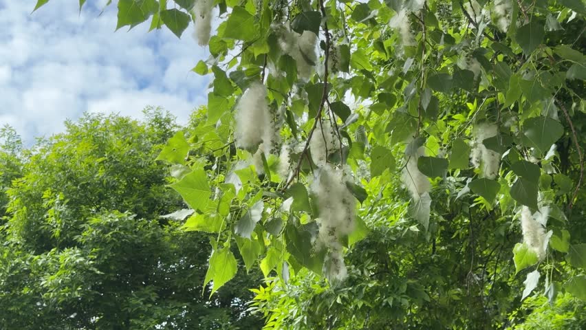Cottonwood tree branches with fluffy seeds against a blue sky