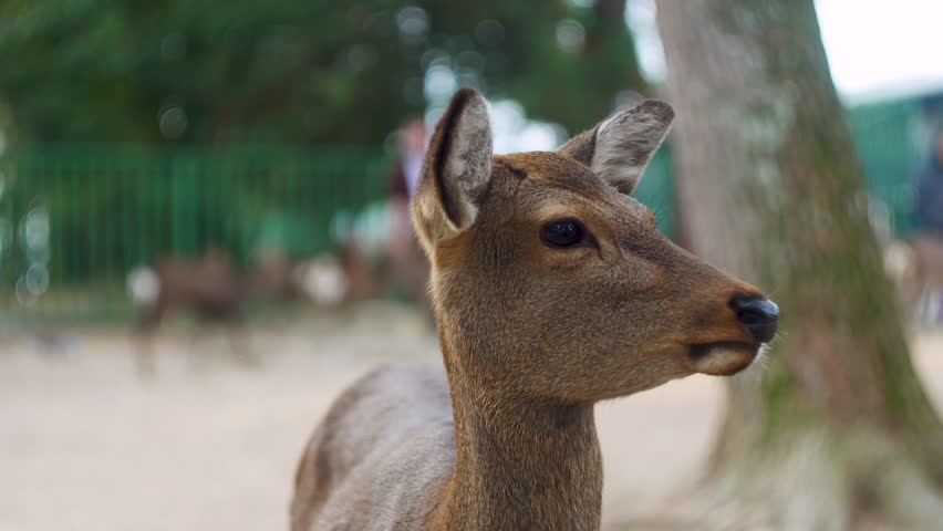 Closeup of funny wild deer in Nara Park in Japan tourist attraction with deer and tourists in the background
