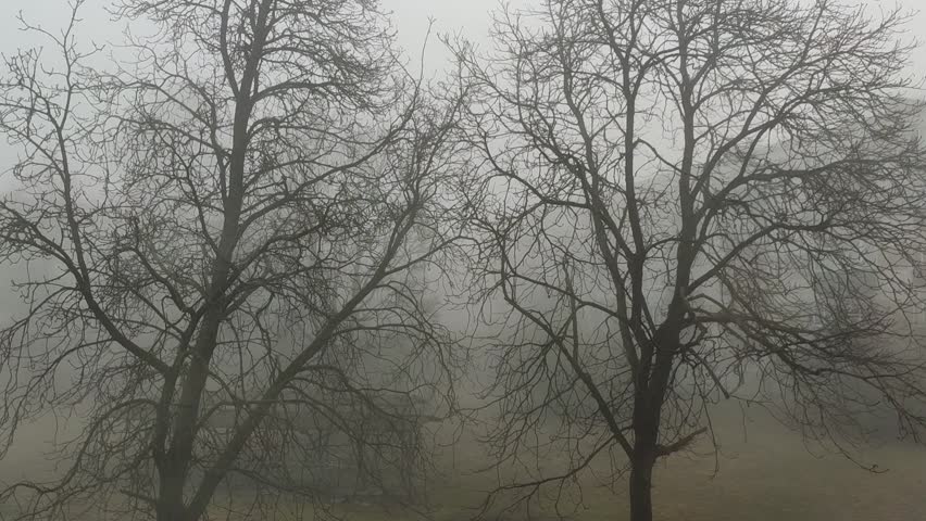 Misty woodland landscape at dawn with soft silhouettes fading into the background.